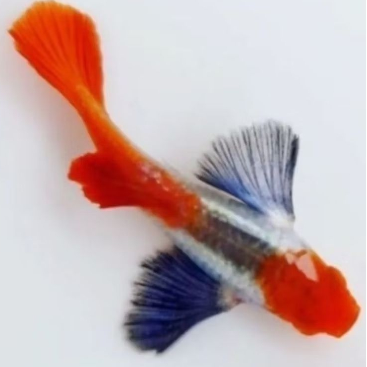 Siap Breeding Guppy Platinum Dumbo Ear Koi
