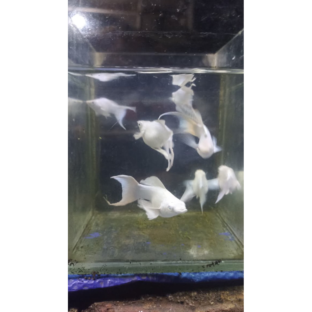 Molly Platinum Cawang