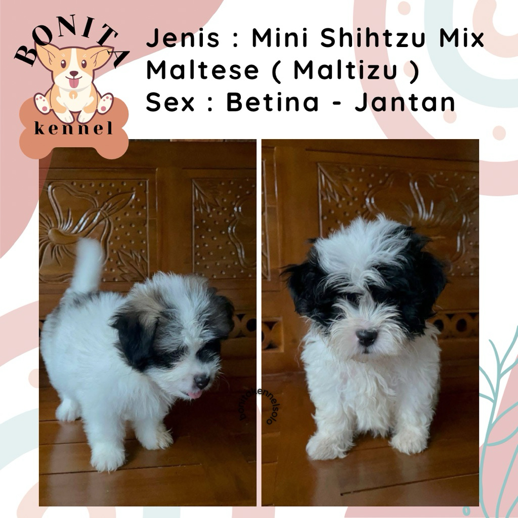 Maltizu Mini Shihtzu Mix Maltese Anjing Maltis Shitzu Jantan Betina
