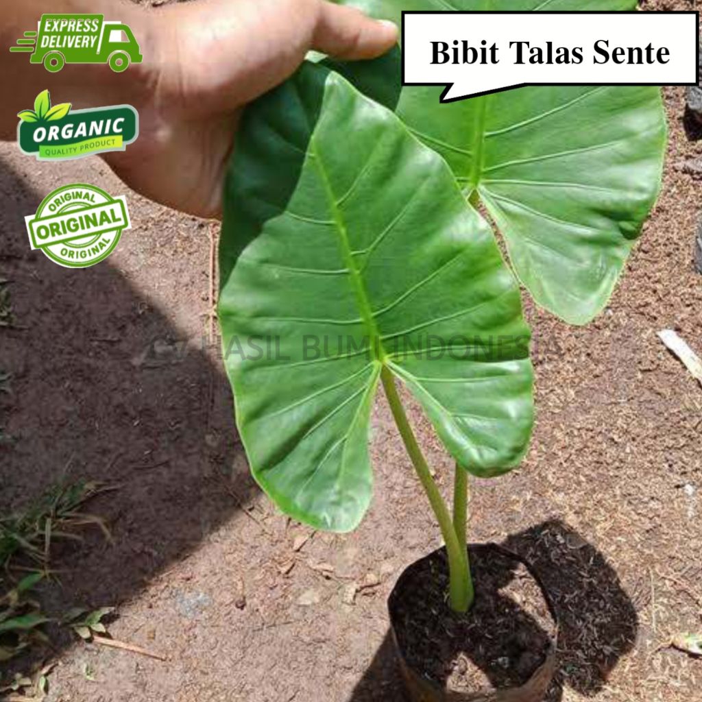 Bibit Talas Sente Ukuran 30cm Talas Hias