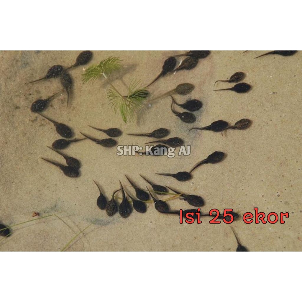 STIKER KECEBONG PAKAN IKAN PREDATOR ISI 25 EKOR