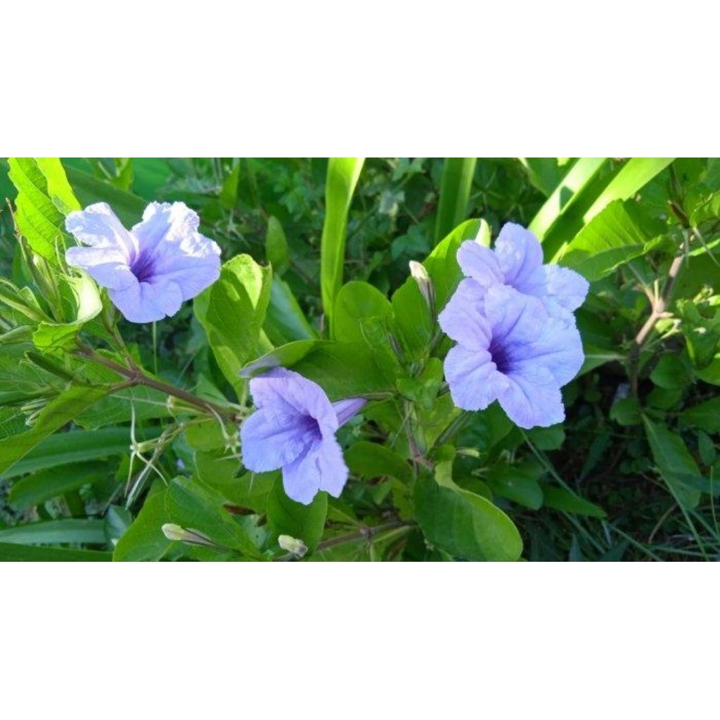 Daun kencana ungu Daun pepeletekan Herbal 20 Lembar