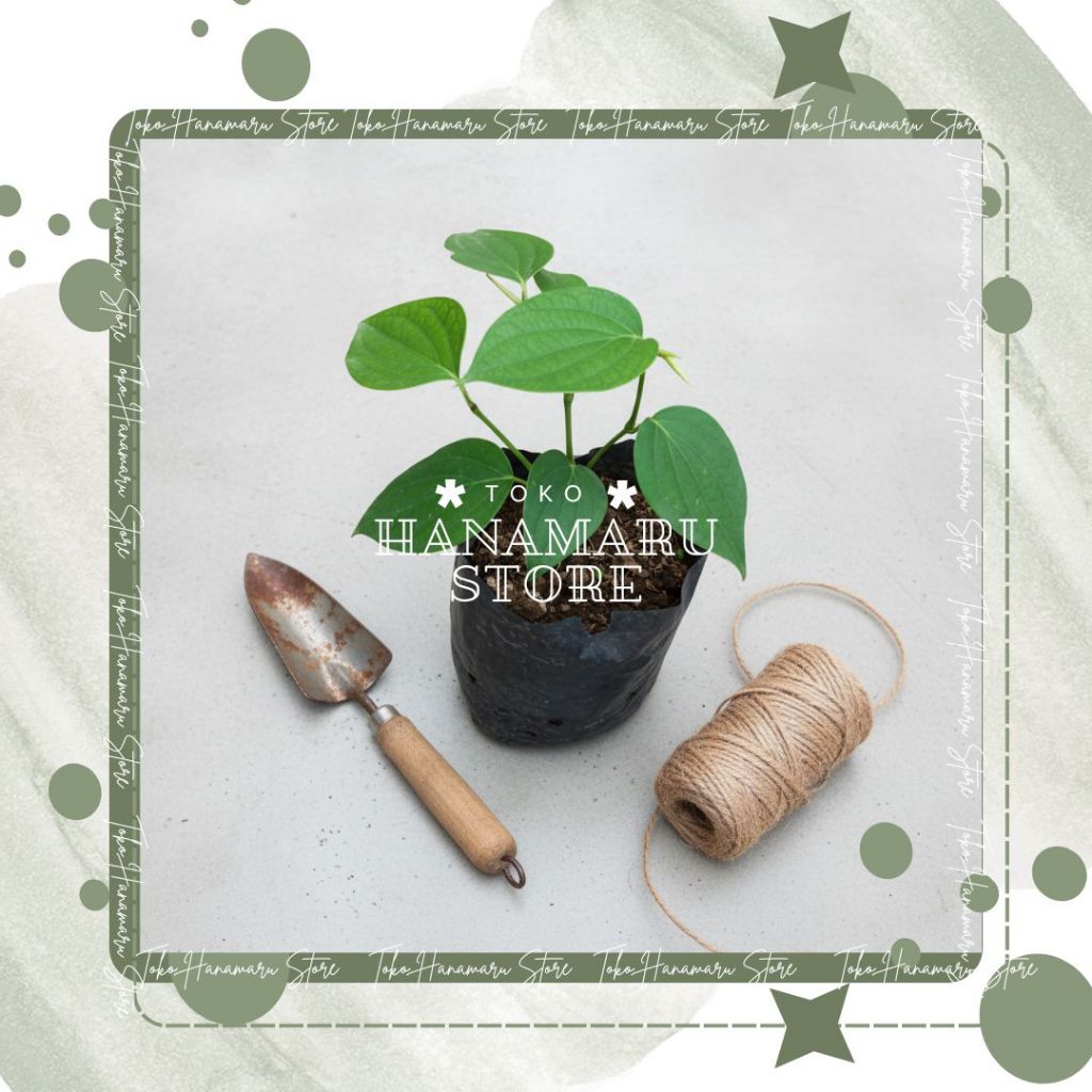 Bibit Lada Hitam Beli 5 Gratis 3 / Bibit Lada Perdu