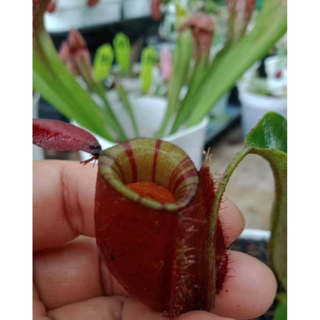 Nepenthes Ampullaria Striplip Tanaman Carnivora