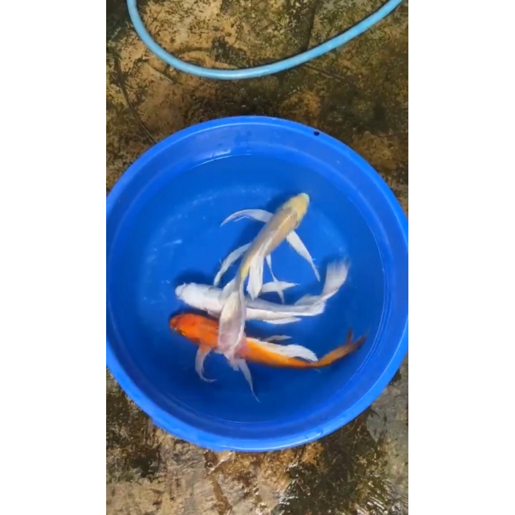 Platinum Slayer 40cm - Koi Kumpay slayer putih