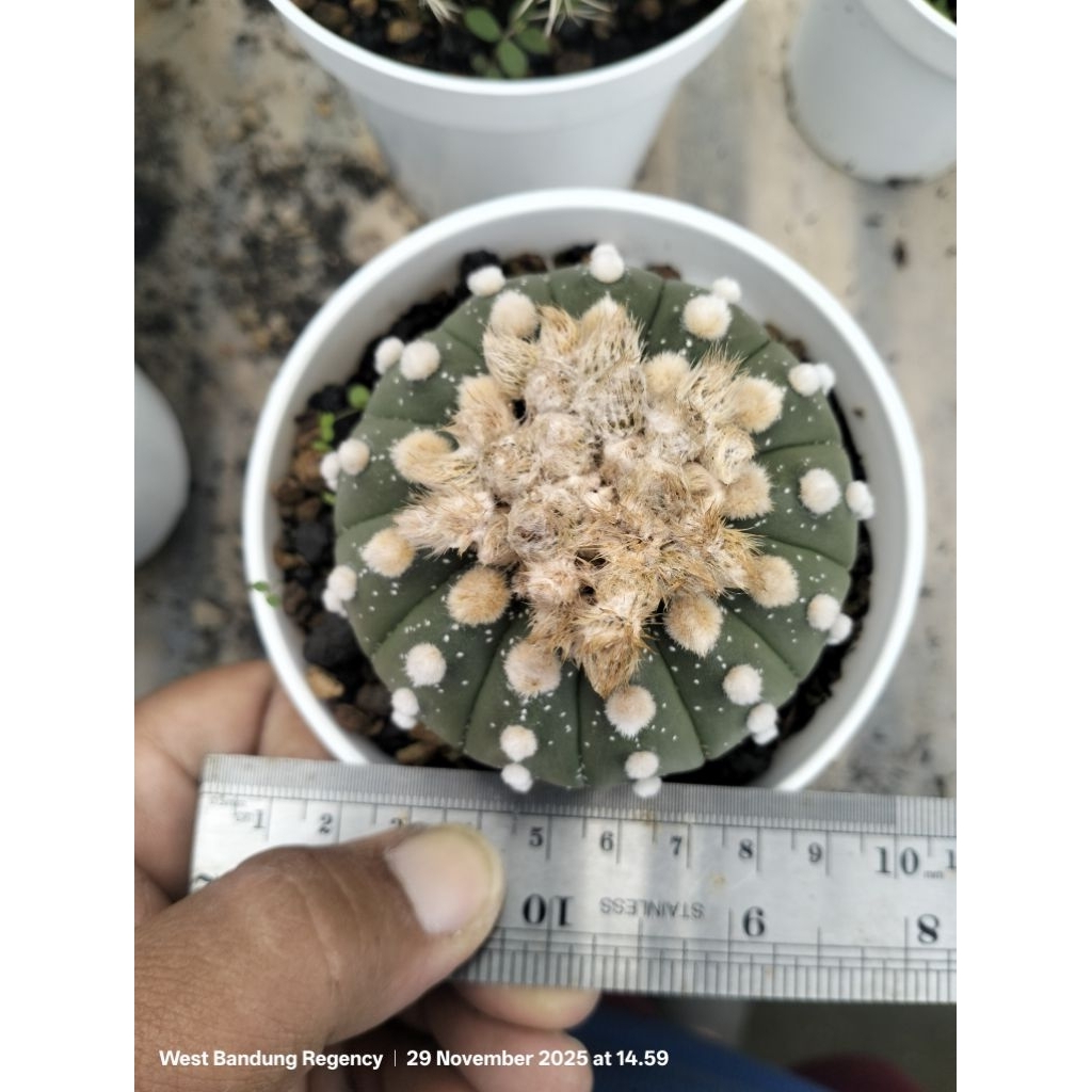 astrophytum asterias multiribs