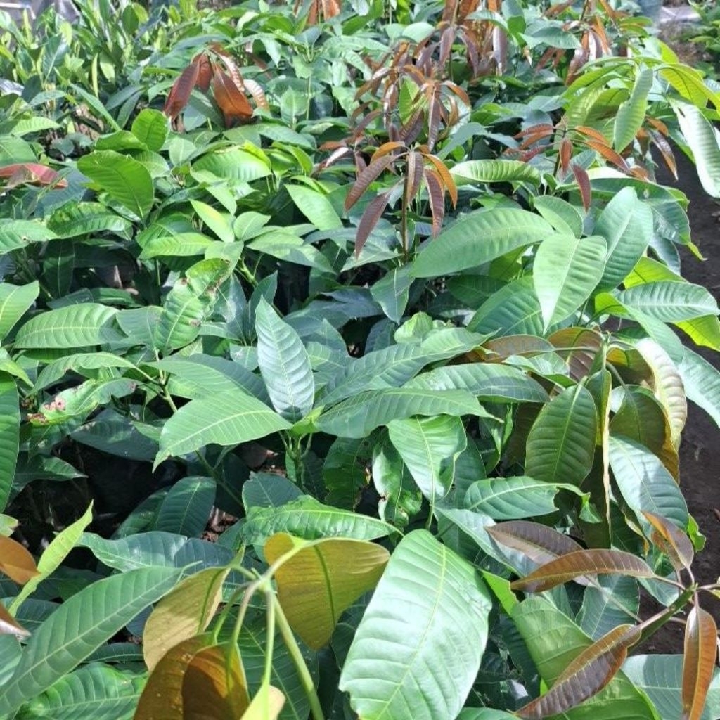 bibit tanaman buah mangga kweni