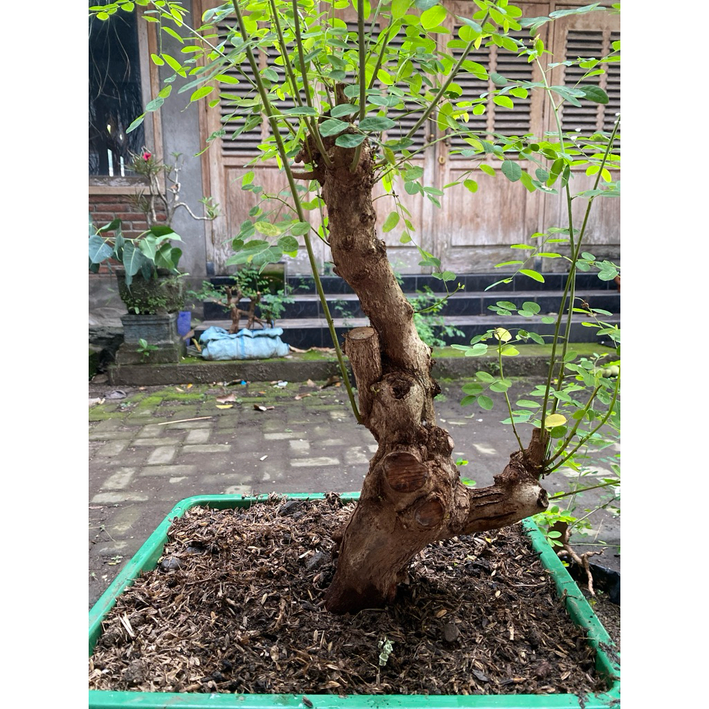 Bahan Bonsai Ileng-ileng / Mangsian / Phylantus reticulatus