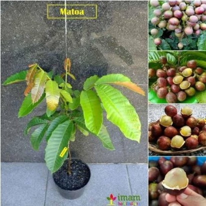 bibit buah matoa okulasi tanaman matoa sambung
