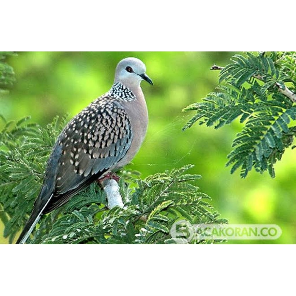 telur fertil burung perkutut siap tetas