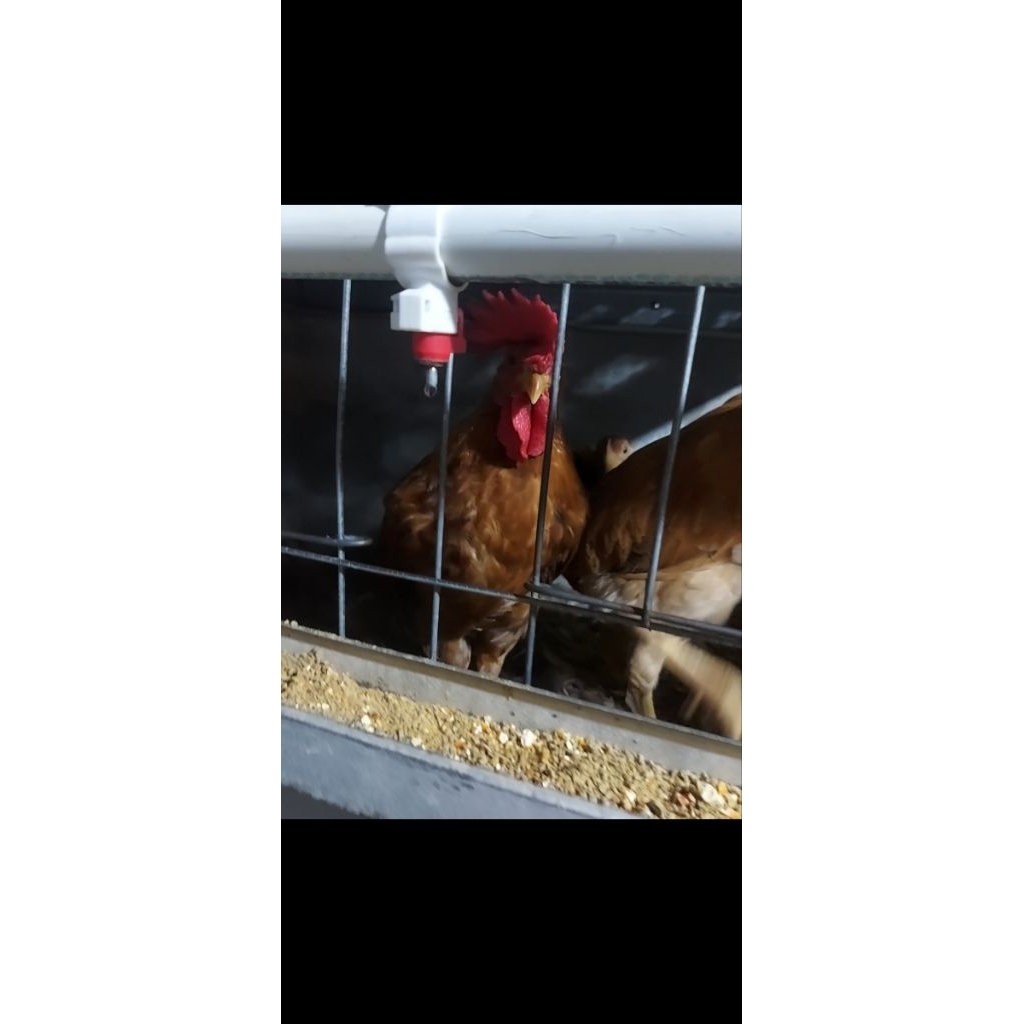 Pacek Ayam Kampung Yudistira Hidup Satuan