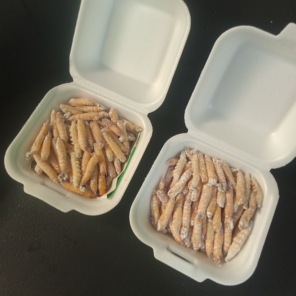 POMPONG PISANG ( isi 10 ) UMPAN GACOR & INDUKAN