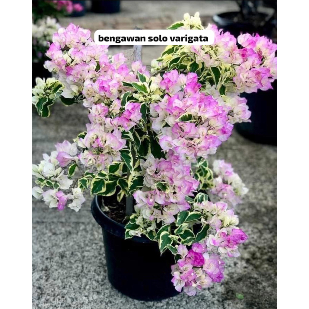 bougenville bengawan solo varigata