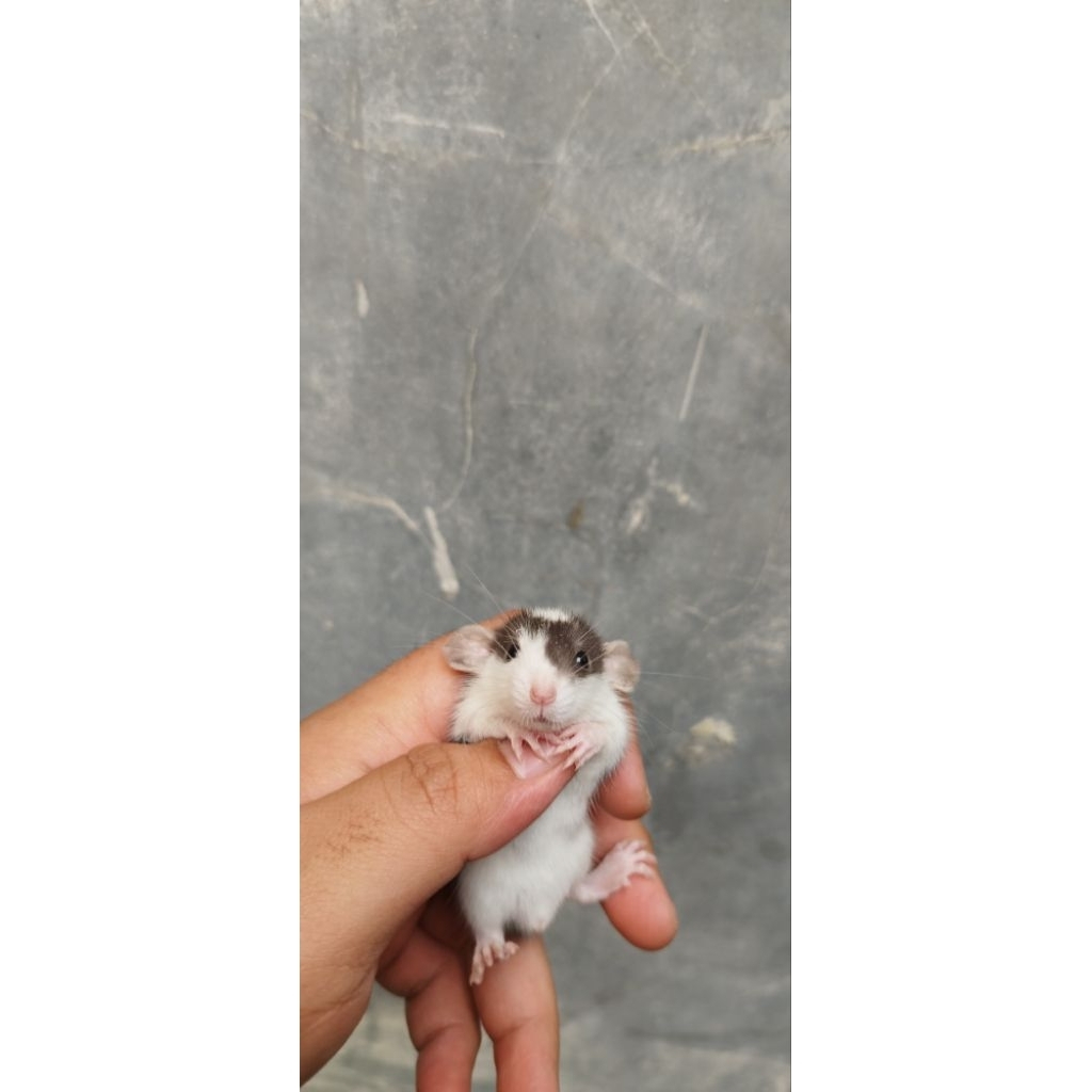 tikus rat dumbo ear kuping gajah (betina)