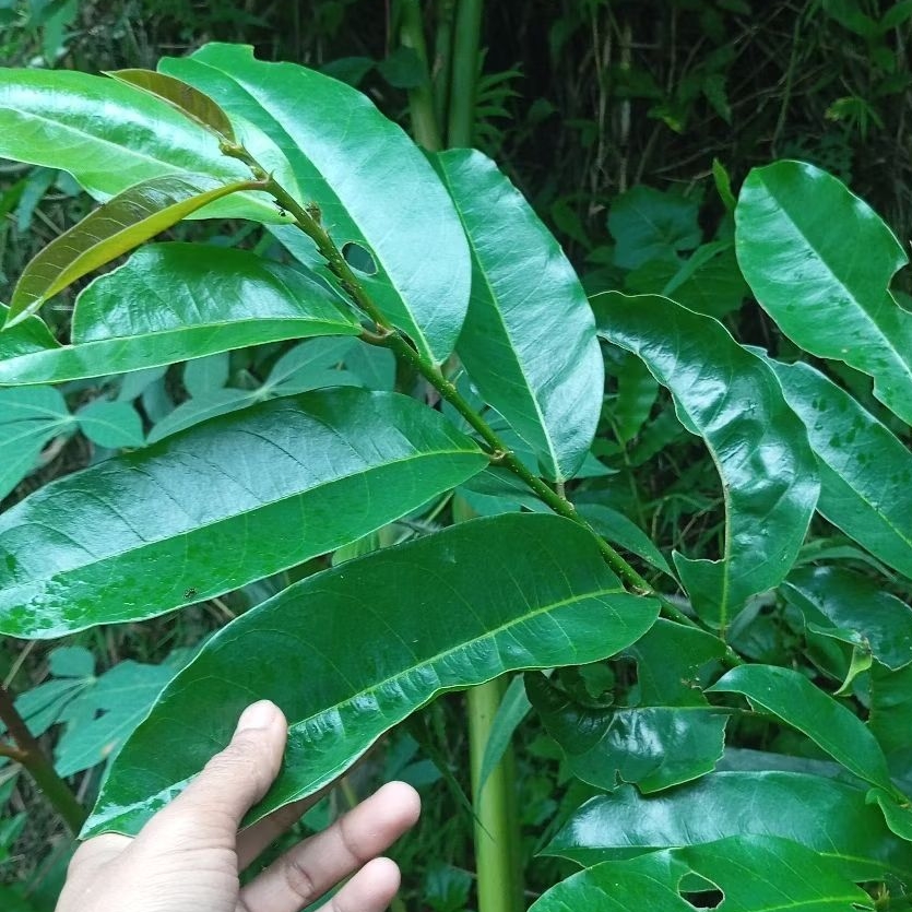 Daun buah buni atau huni segar 500 gram