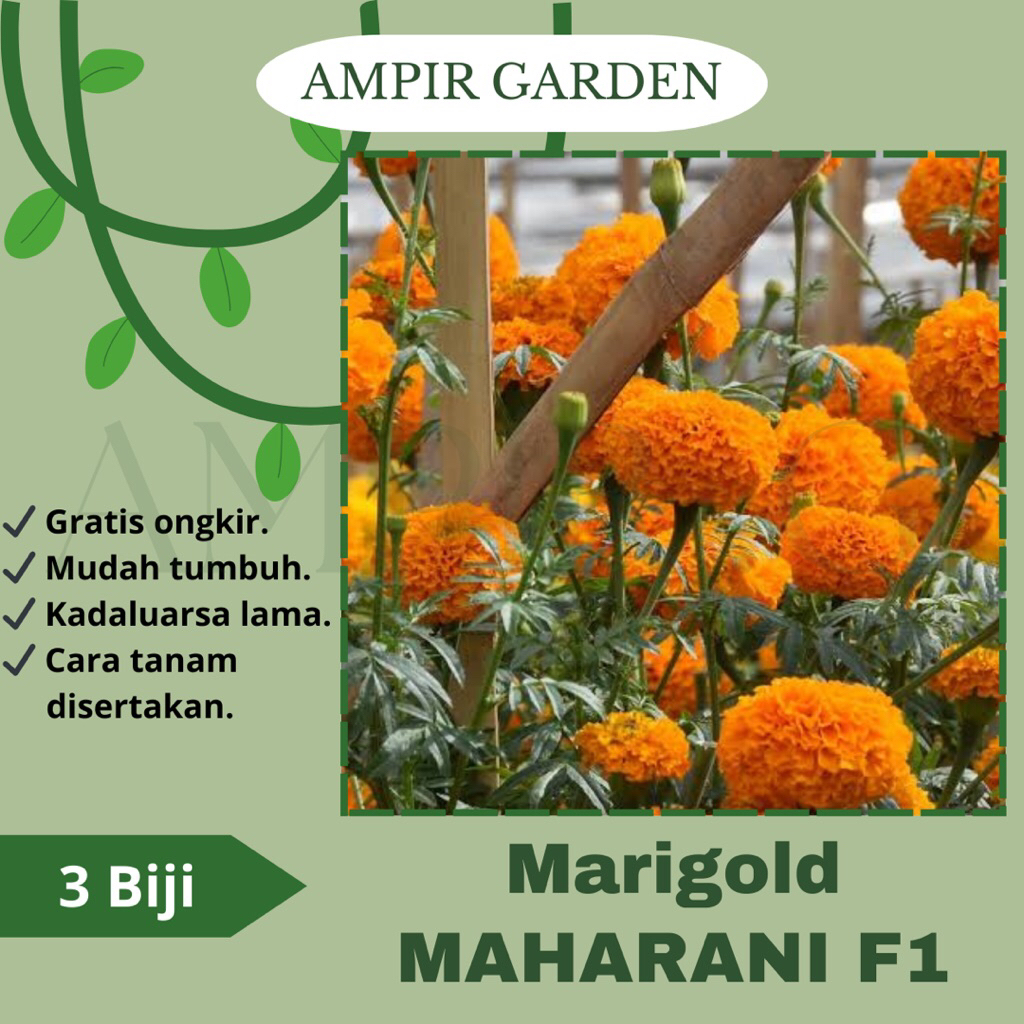 3 Biji Benih Bunga MARIGOLD MAHARANI F1 Orange Cap Panah Merah / Bibit Benih Tanaman Bunga Marigold 