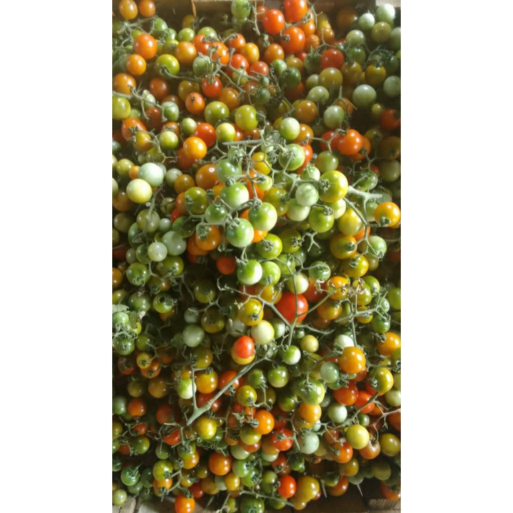 Tomat Rampai Khas Lampung 1 Kg | Rampai Ranggem Segar