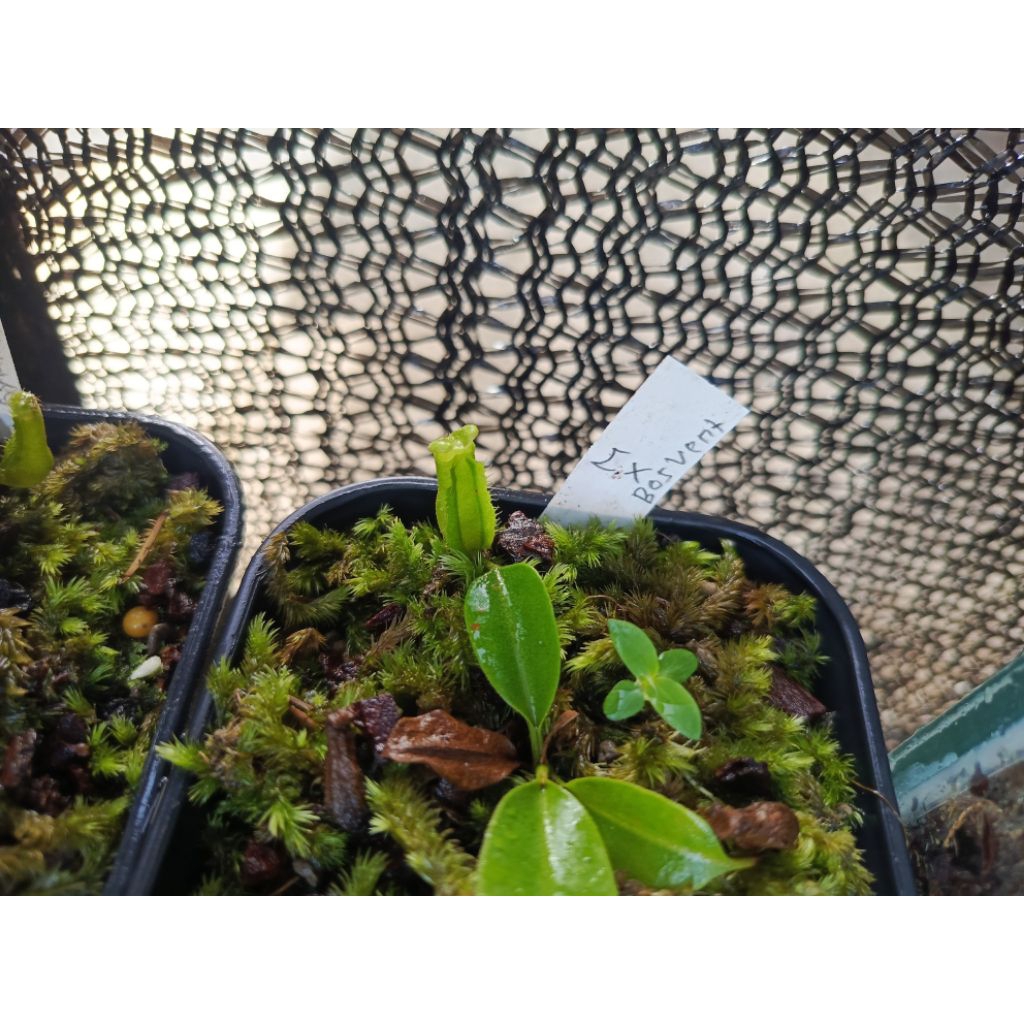 Nepenthes Maxima x (Boschiana x Ventricosa)