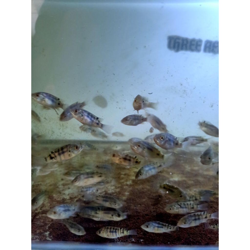 bibit nila kekar uk 4-6 kualitas super 1 paket isi 25