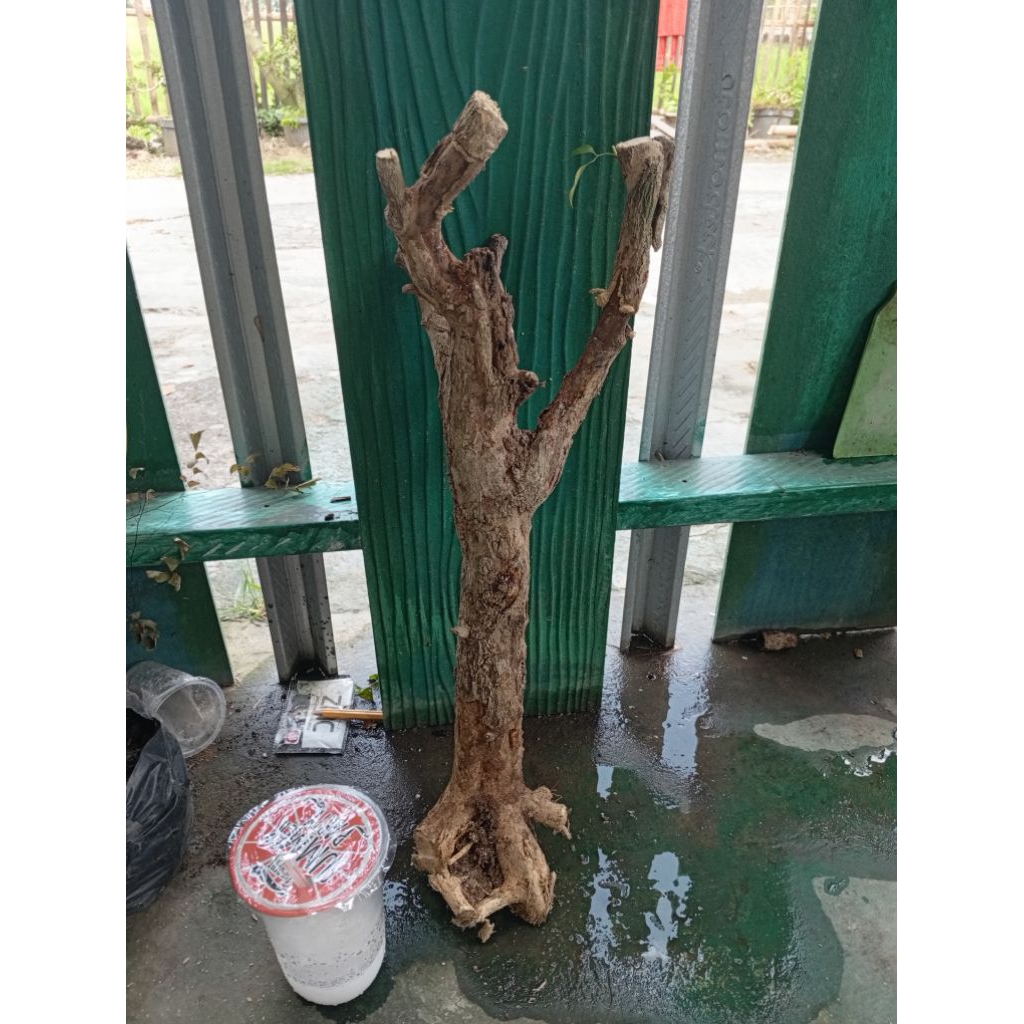 kemuning dongkelan akar batang kemuning lokal bahan bonsai