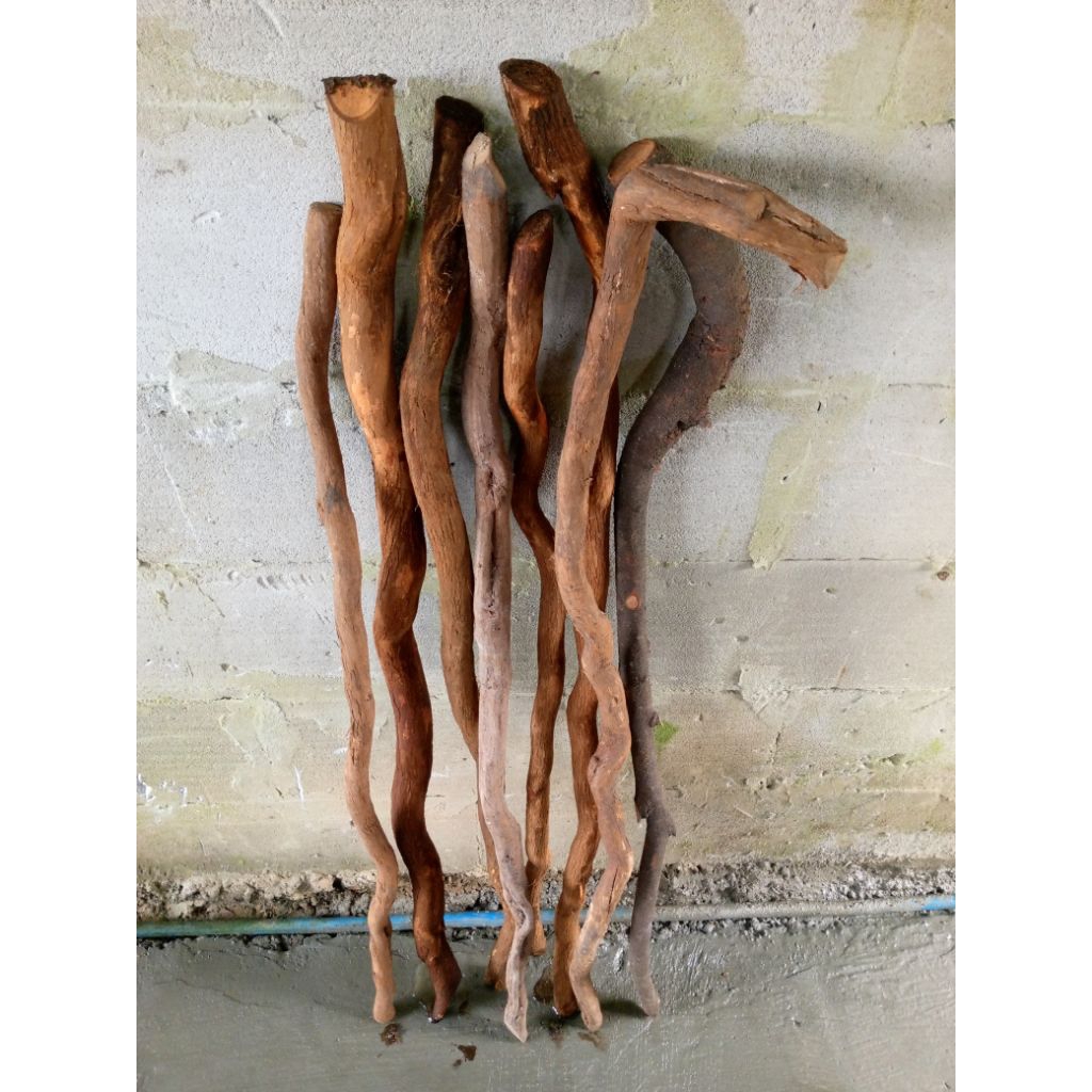 bahan tongkat akar santigi gunung