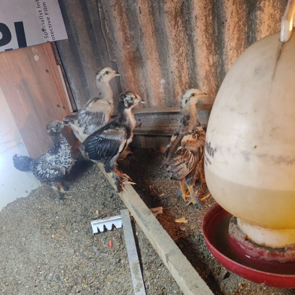 anakan ayam Brahma x Bangkok super trah import smua