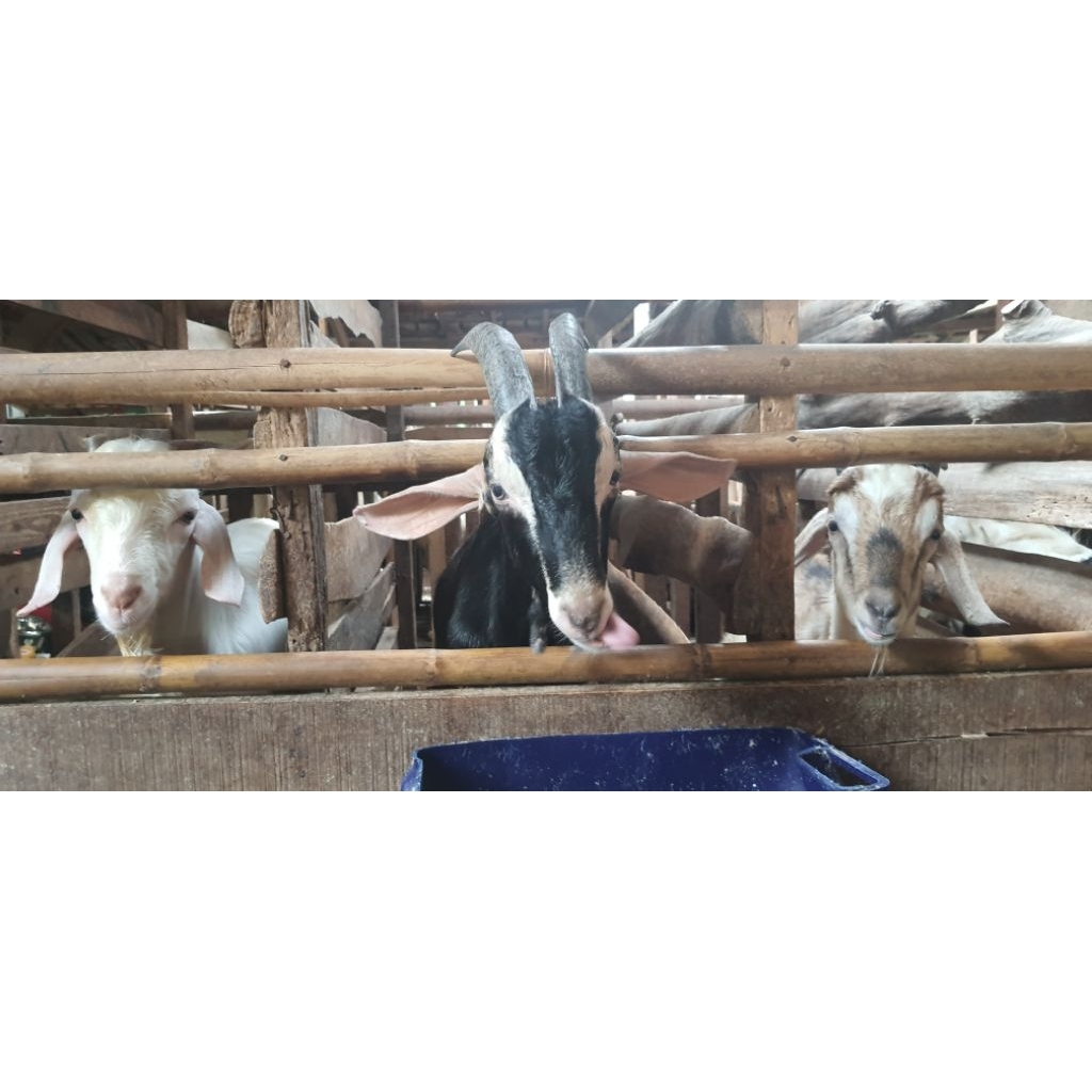kambing Qurban