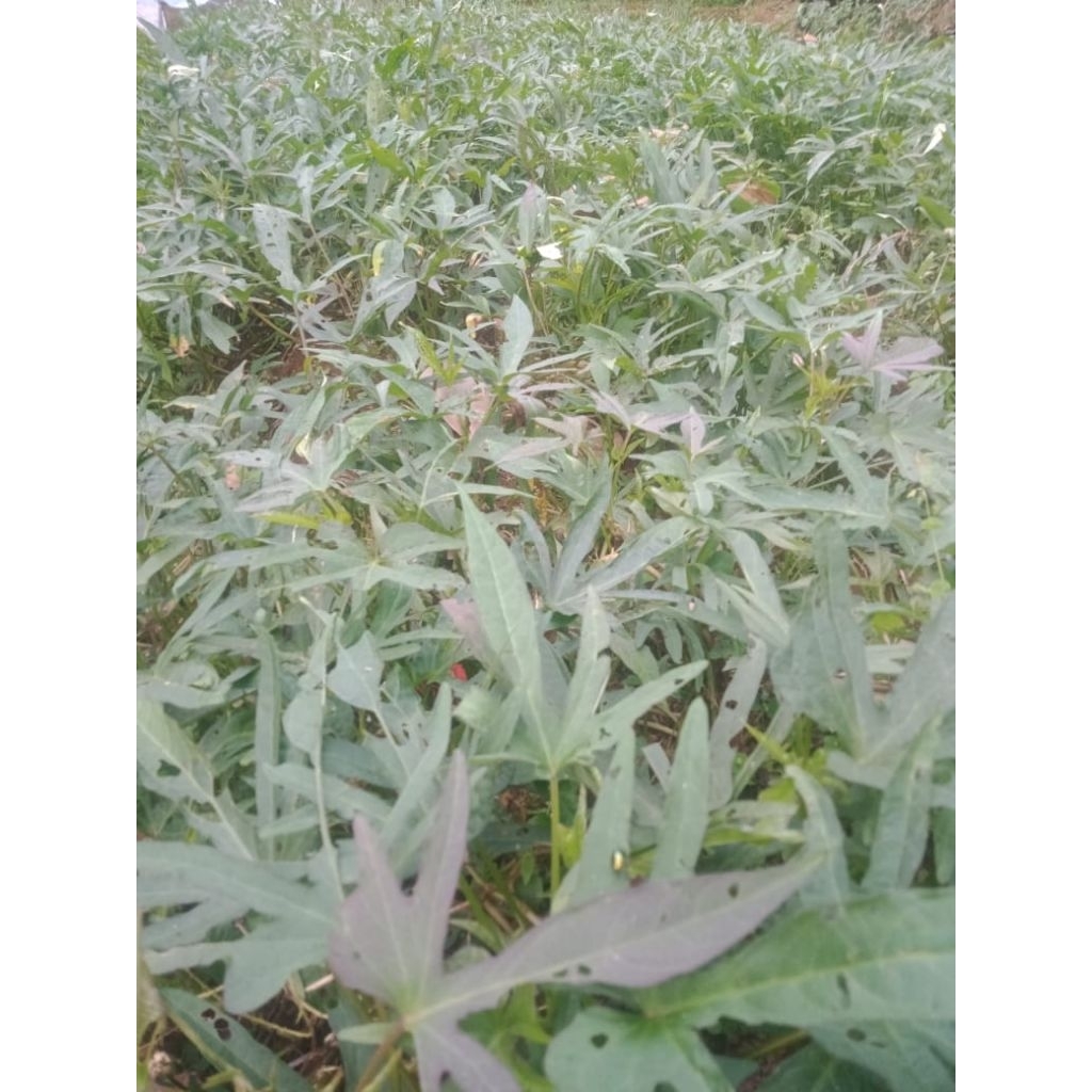 bibit ubi cilembu simadu