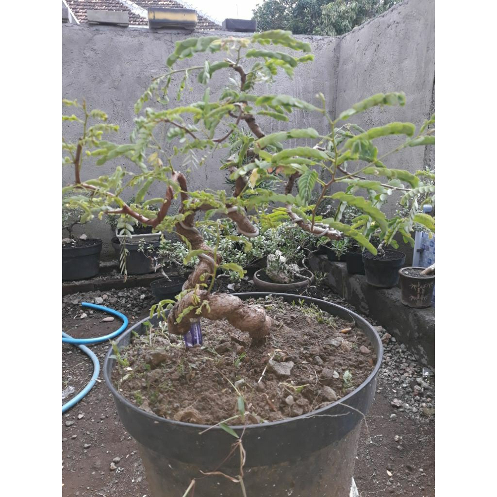 bonsai bahan asem jawa meliuk expresionis