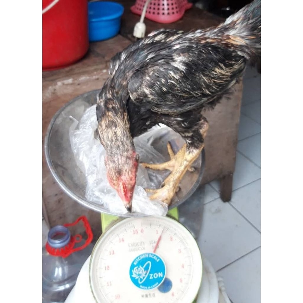Ayam kampung asli berat hidup 1.1 kg