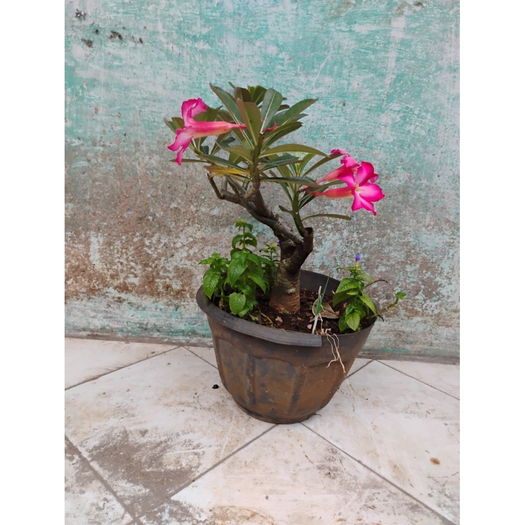 pohon Kamboja jepang merah