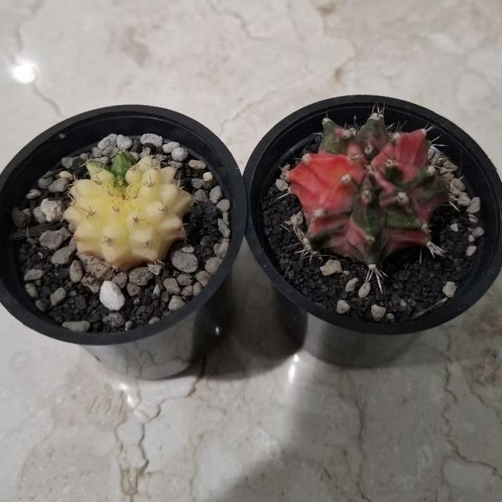 Gymnocalycium Mihanovichii | Kaktus Cantik