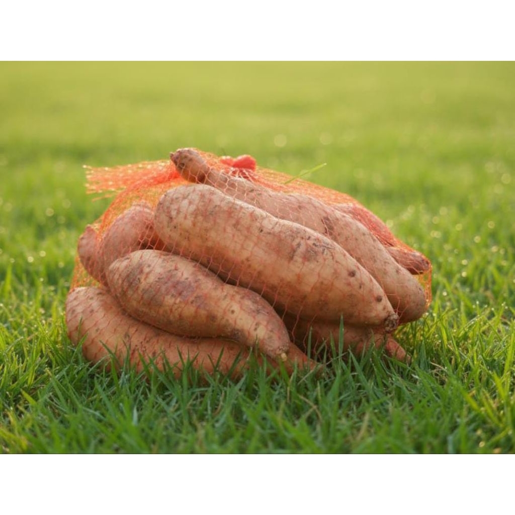 Ubi madu cilembu mini isi 1000 gram