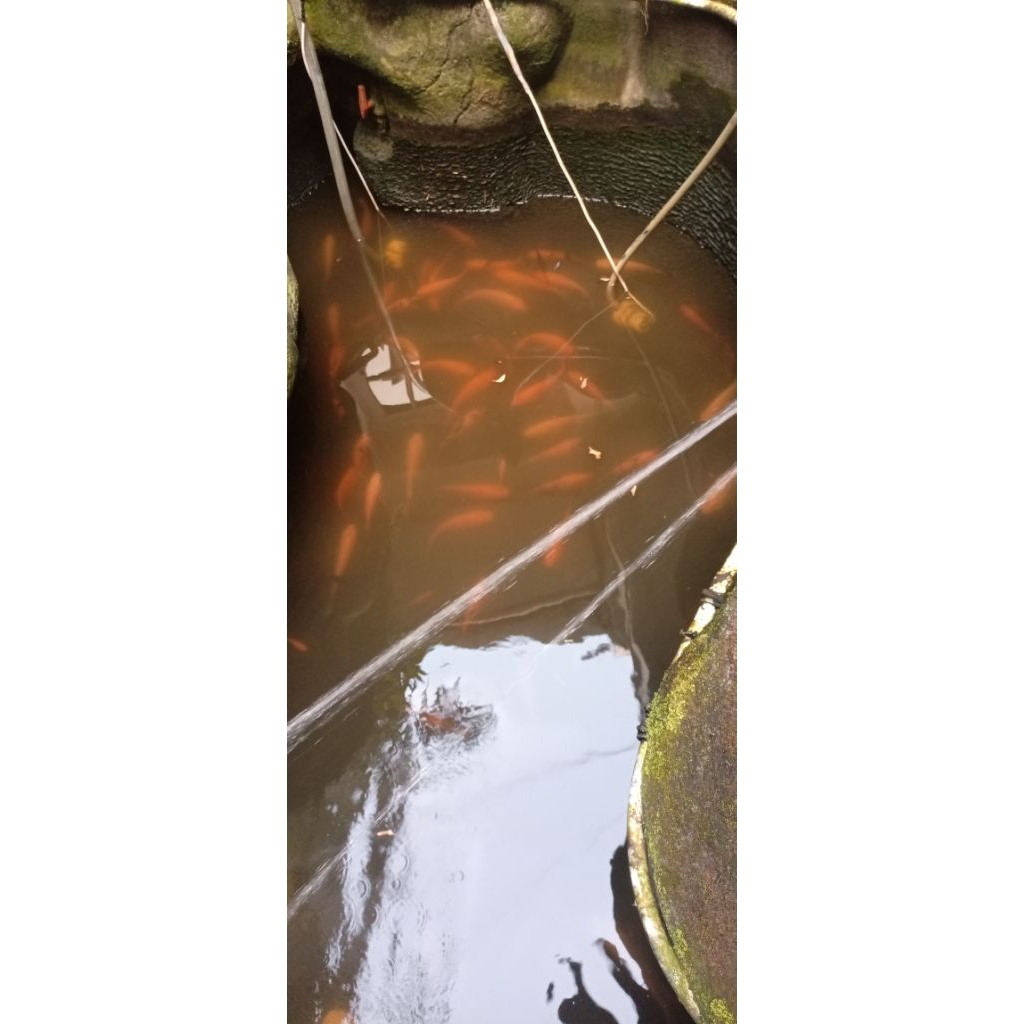 Ikan Nila segar per 1 kg (isi 2-4 ekor)