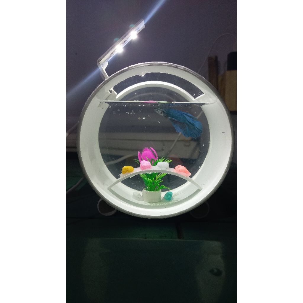 akuarium akrilik versi mini. akuarium ikan cupang