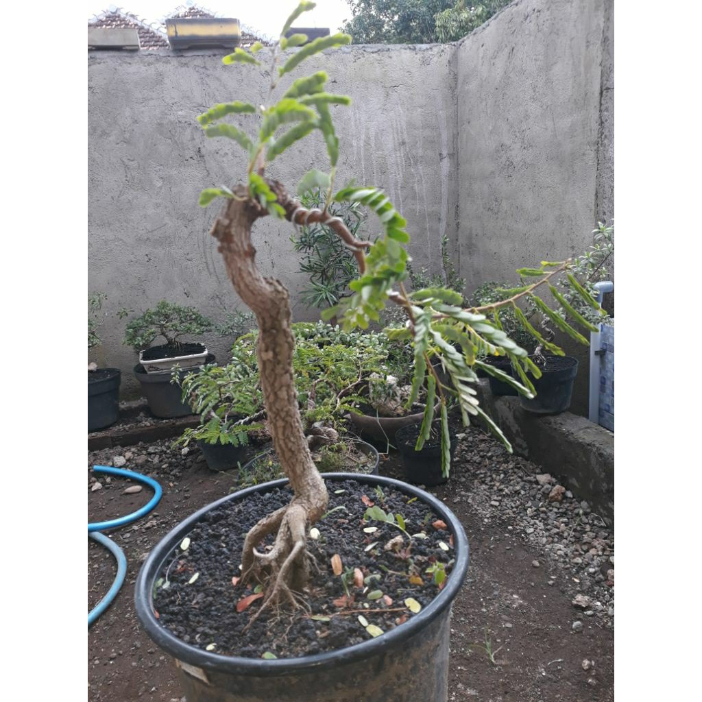 bahan bonsai asem jawa