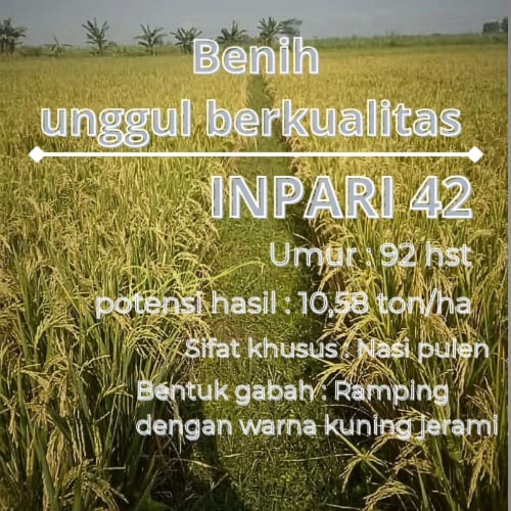 benih padi inpari 42 premium