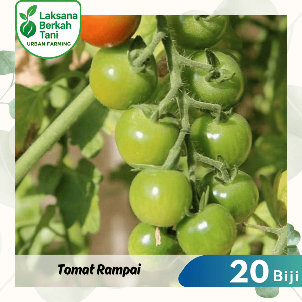 20 Butir  Tomat Rampai Unggul Buah Bibit Tanaman Sayuran