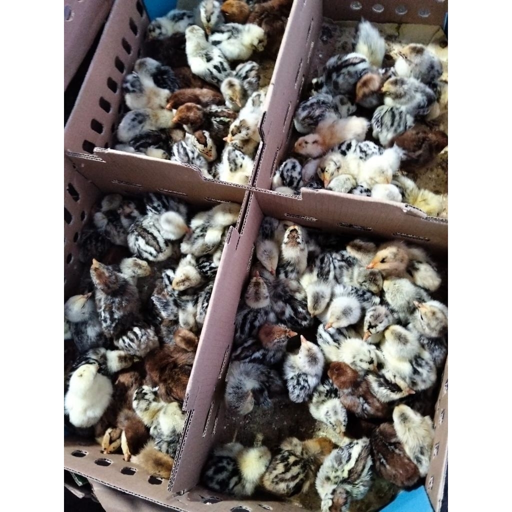 Bibit Ayam Arab - Bibit Ayam Kakmpung Arab - DOC Arab - Ayam Arab