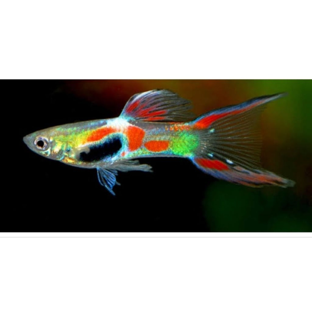 hiasan aquarium _ endler guppy
