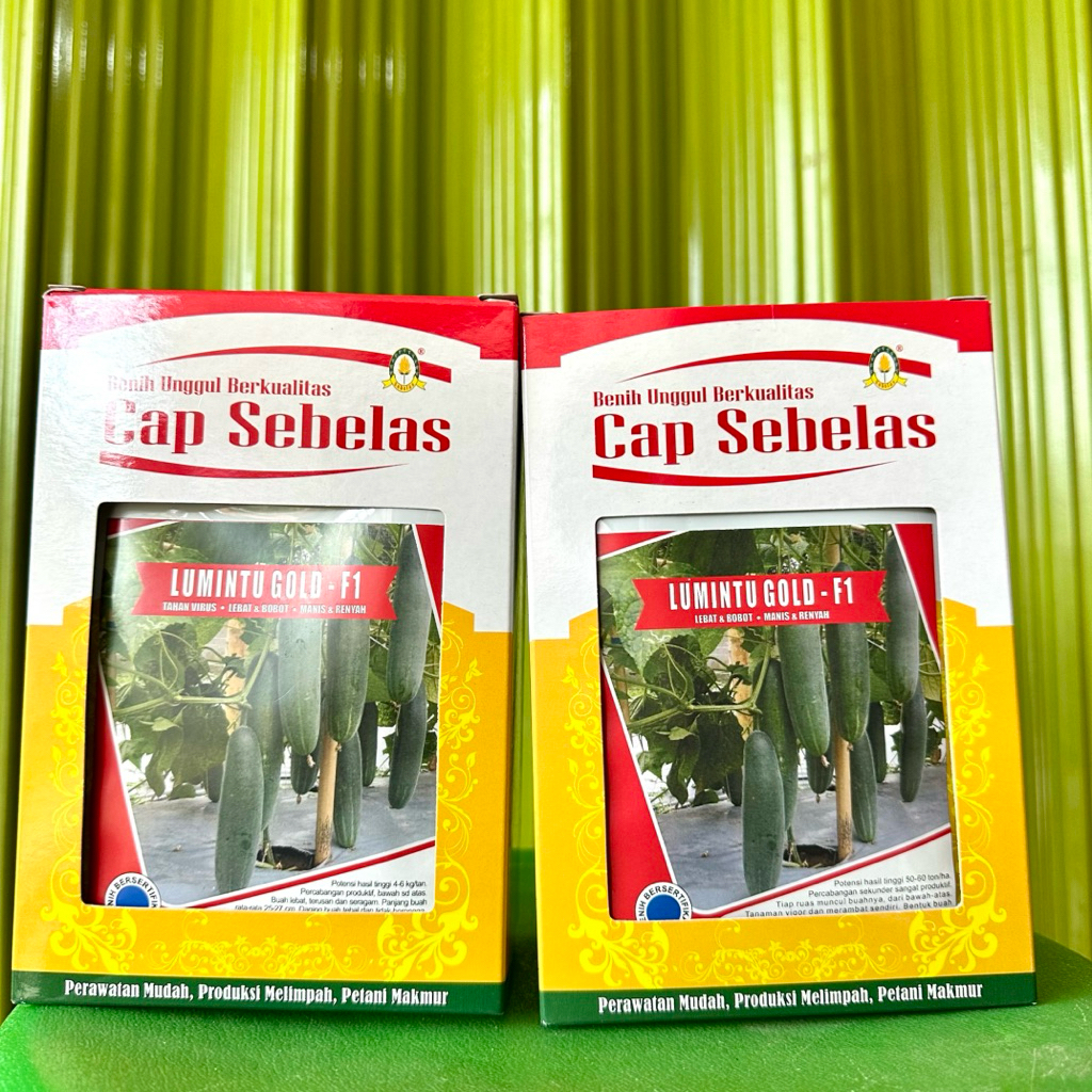 Benih Timun Lumintu Gold F1 20Gram - Benih Binit Mentimun Lumintu Gold dari Cap Sebelas