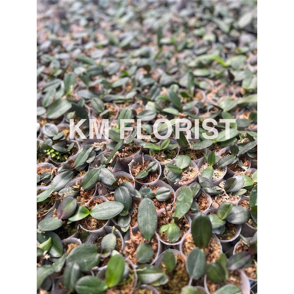 seedling anggrek bulan bibit anggrek bulan bibit tanaman anggrek bibit tanaman hias tanaman hias bun