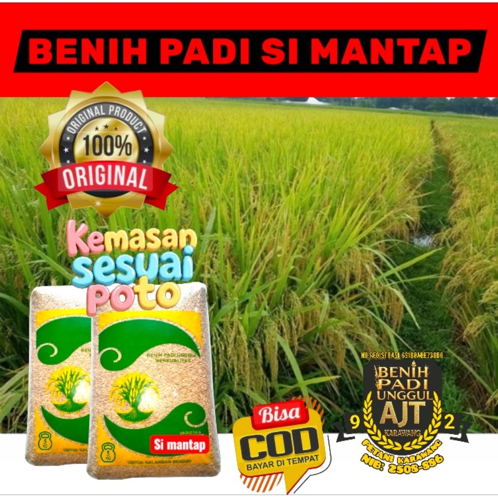 Benih Padi SI MANTAP TERBARU Kemasan 5Kg Biji Padi pilihan Berkualitas