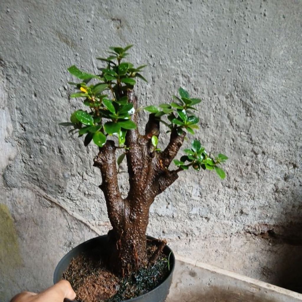 bonsai dolar micro