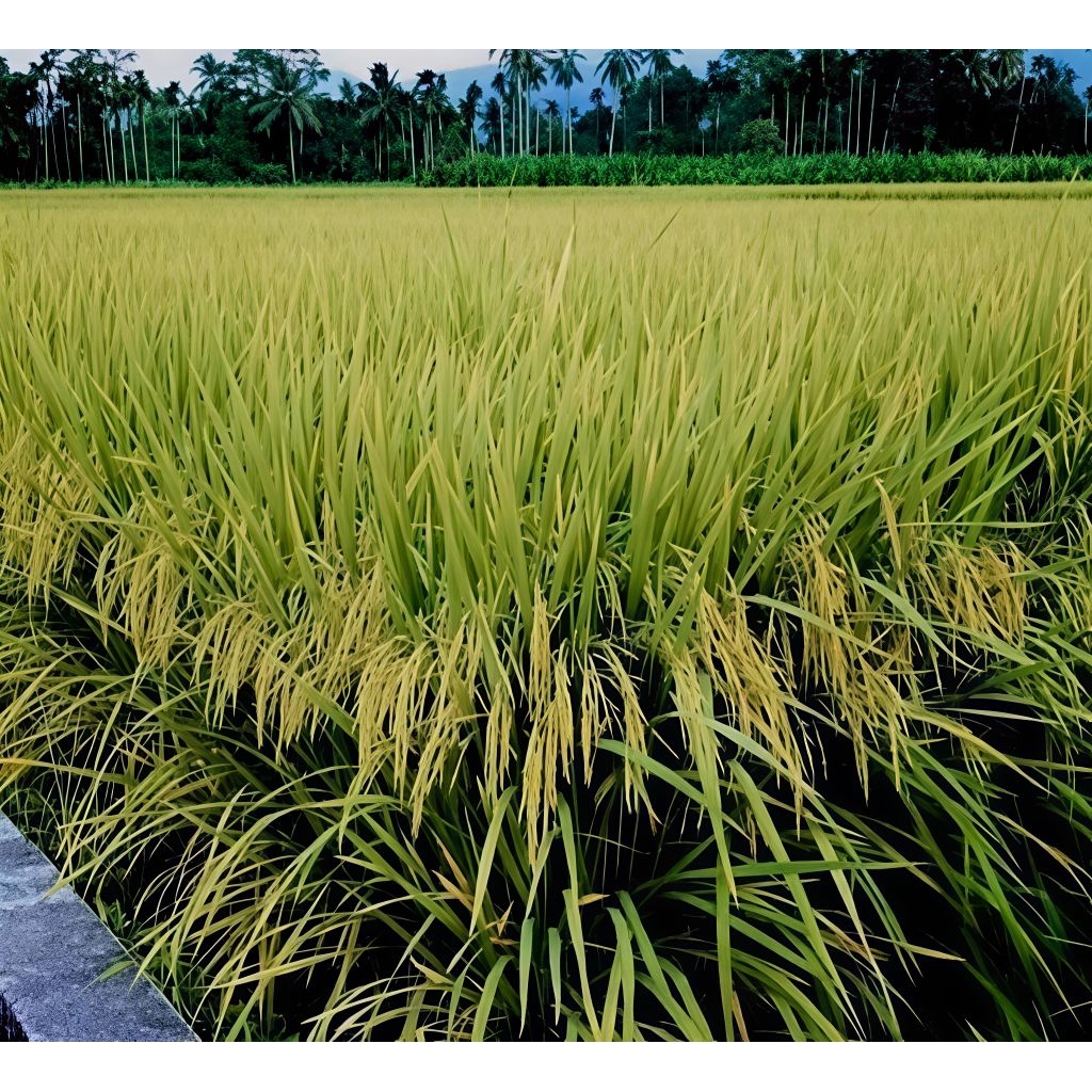 BIBIT PADI GOGO, BIBIT PADI HUMA KEMASAN 1KG BERKUALITAS