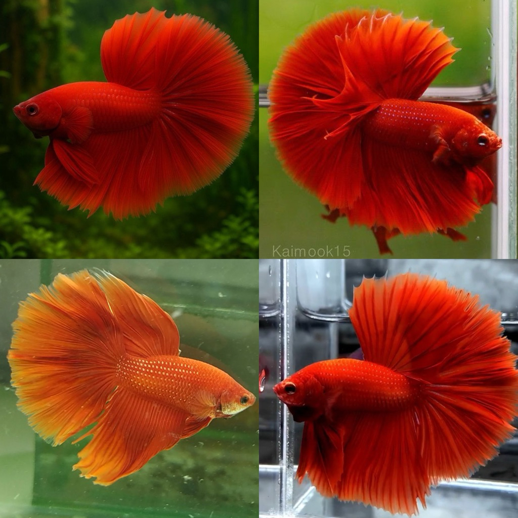[Chan Aquatic] Ikan Hias Cupang Halfmoon Super Red Size M-L Cupang HM SR Halfmoon Super Red Betta
