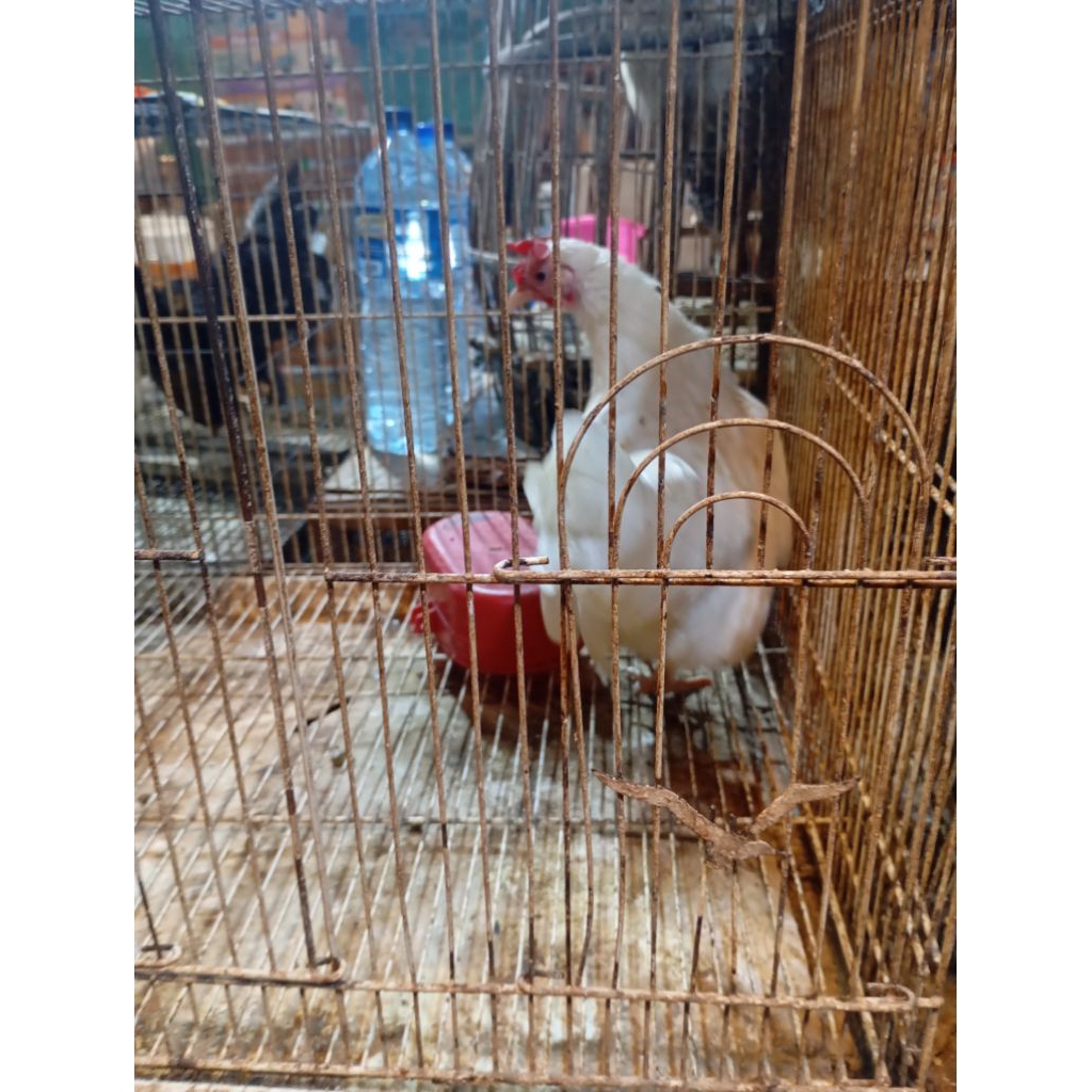 ayam Kate Putih dewasa. sepasang