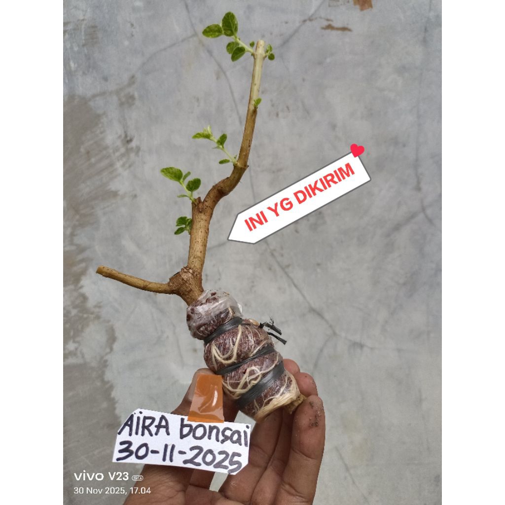 sancang variegata cangkokan