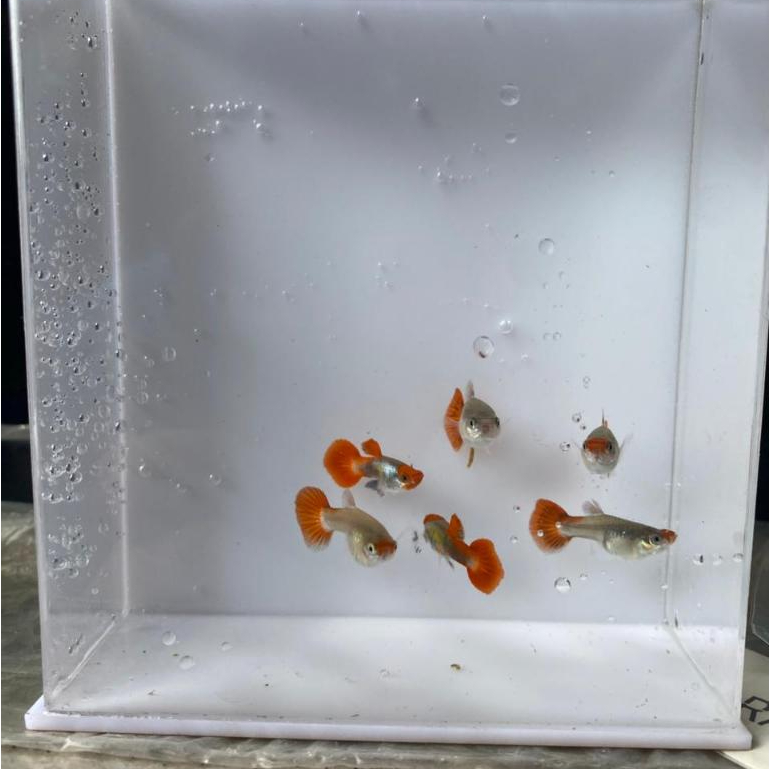 Guppy Tuxedo Koi PRTDE KOI  / Ikan Hias Air Tawar Aquascape