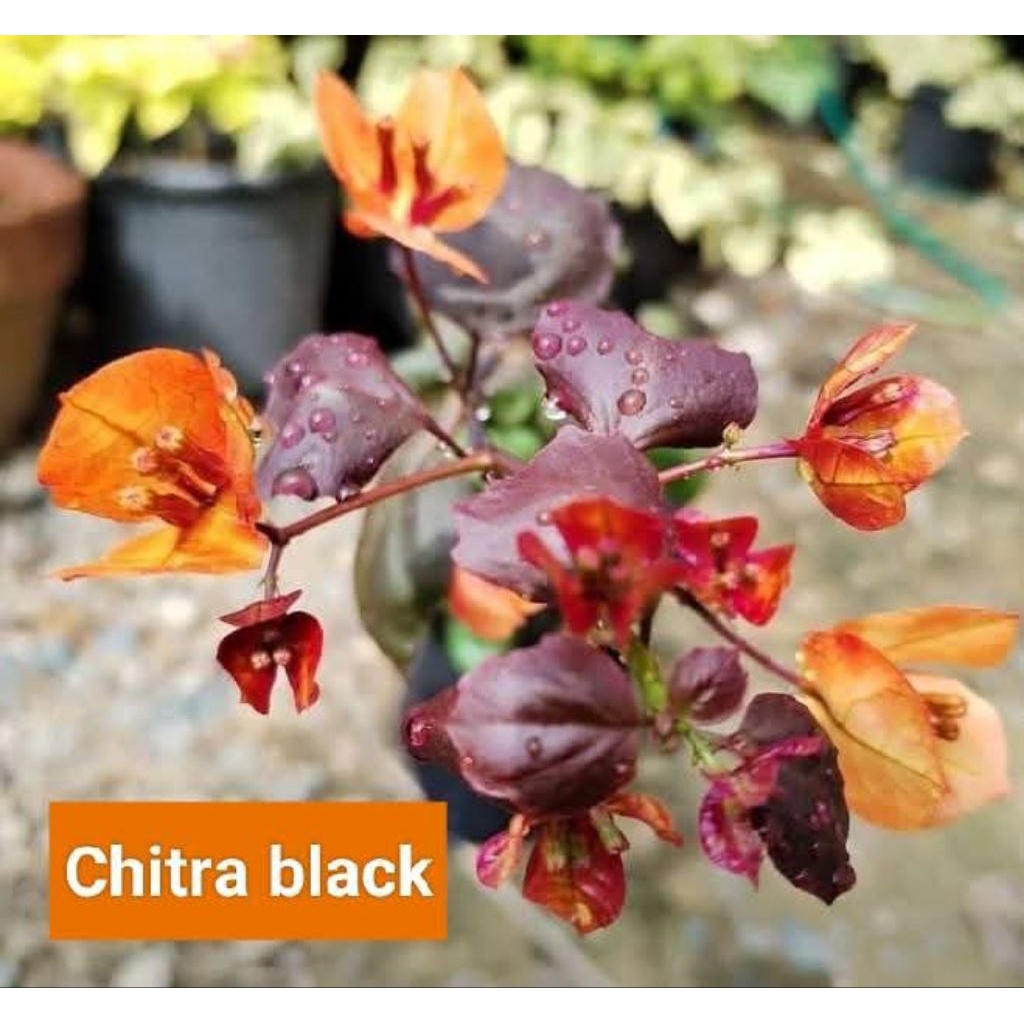 batang bugenvil citra black